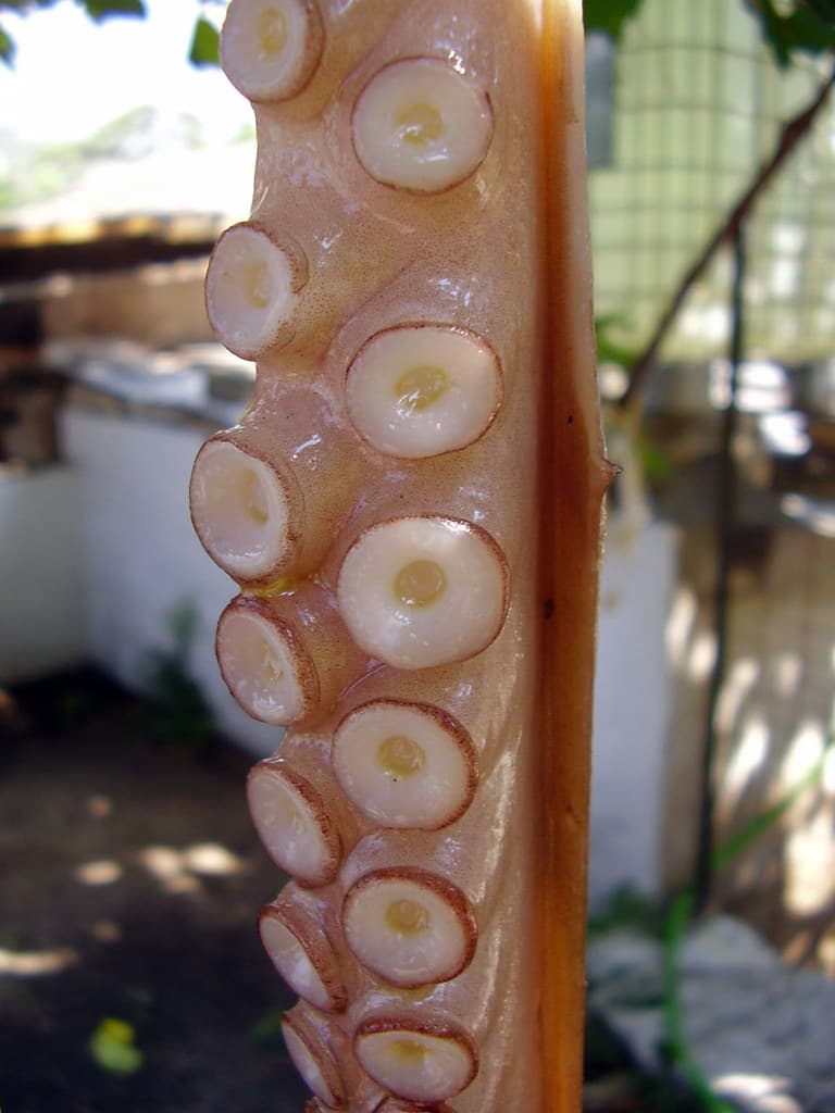 Iconic Octopus Predictor Paul Returns as AI for World Cup
